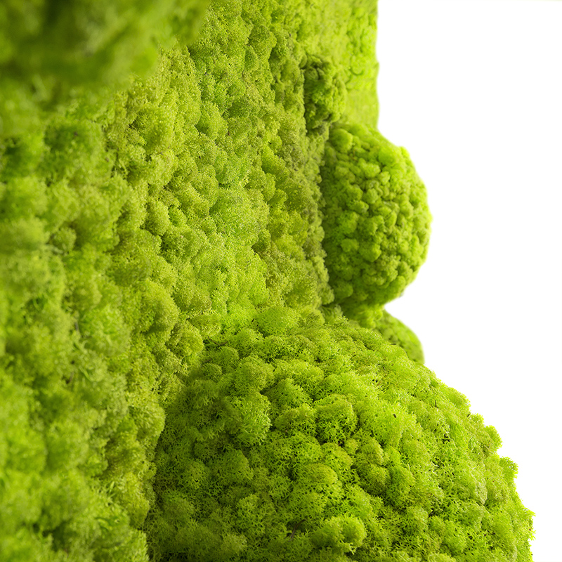 Mosswall - Image 16