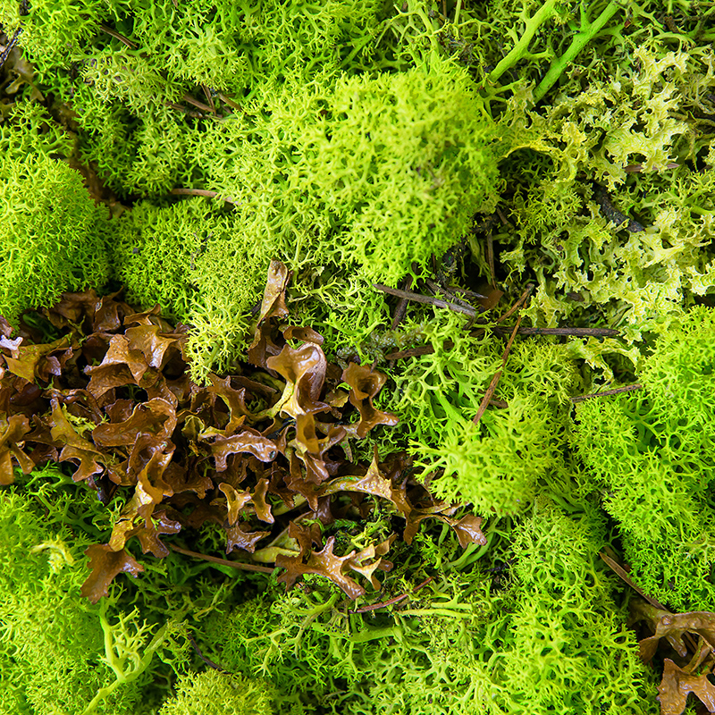Mosswall - Image 4