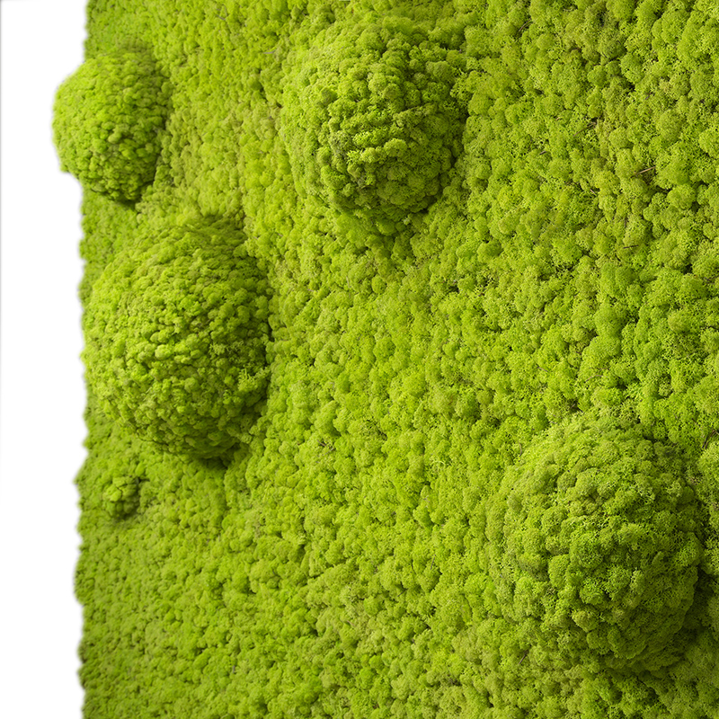 Mosswall - Image 15