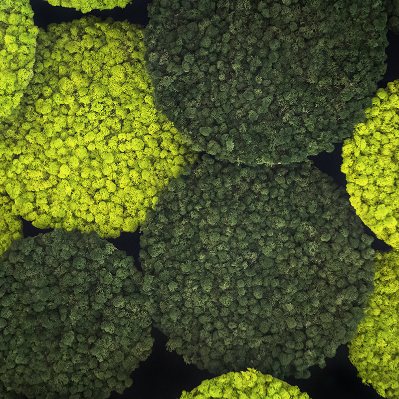 Mosswall